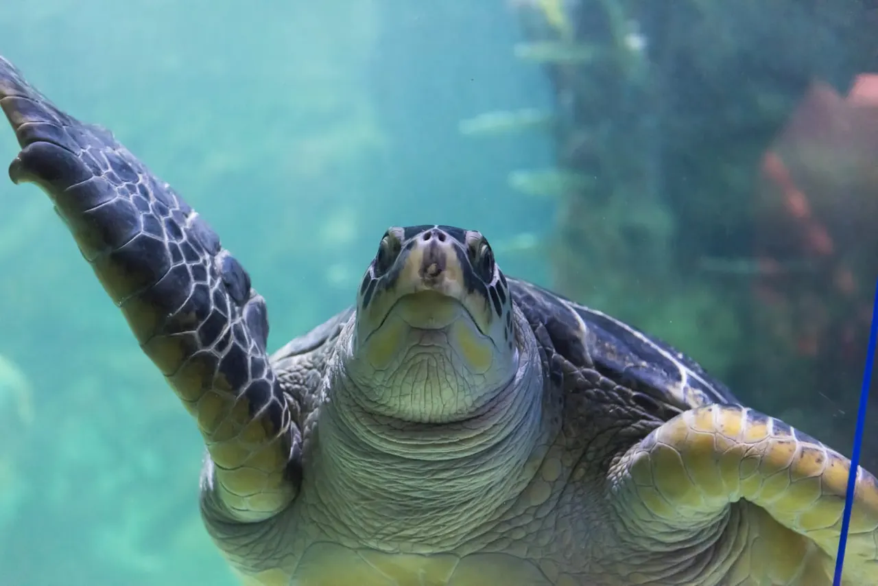 Sea turtle swimming underwater with flippers outstretched towards camera in turquoise water.