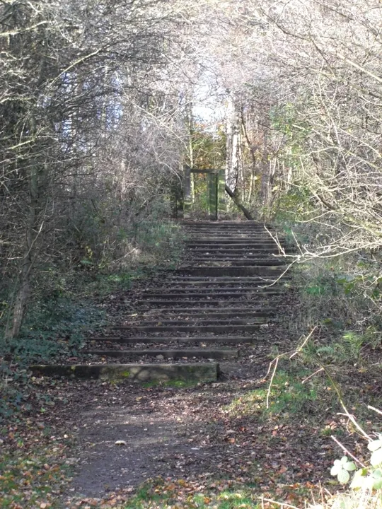 Wooden footbridge spanning a stream through bare deciduous woodland with leaf litter on the ground.