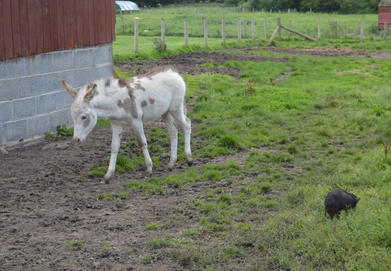 Donkeys at Rising Sun Farm Benton