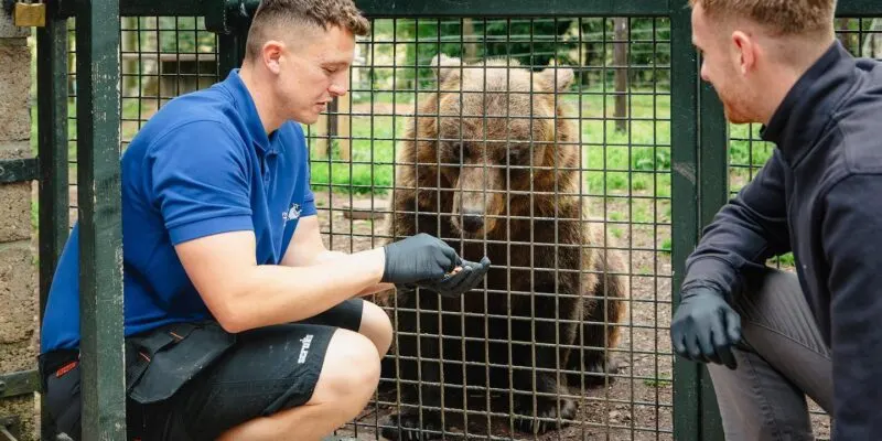 Two men in gloves feed a brown bear through a green mesh enclosure fence.
