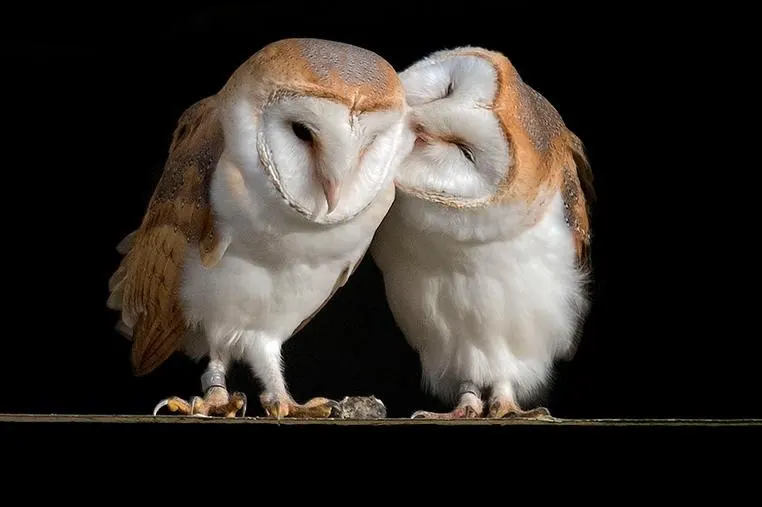 Two barn owls touching beaks affectionately on a perch against a black background.