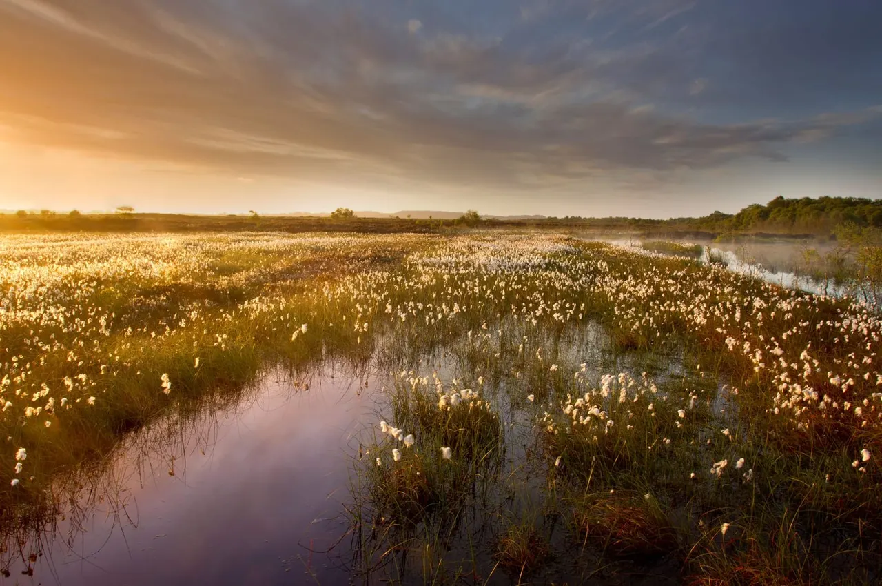 Wetland landscape at sunset with cotton grass and shallow water channels reflecting golden light across marshy terrain.