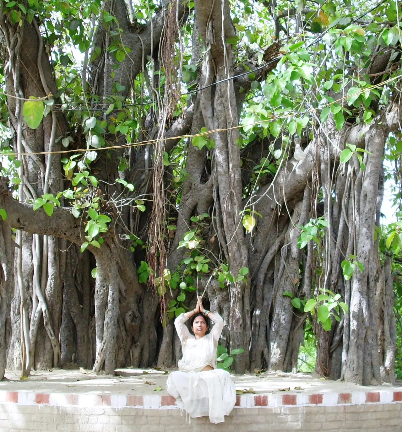 Woman in white clothing sitting beneath a massive banyan tree with hanging aerial roots and dense green foliage.