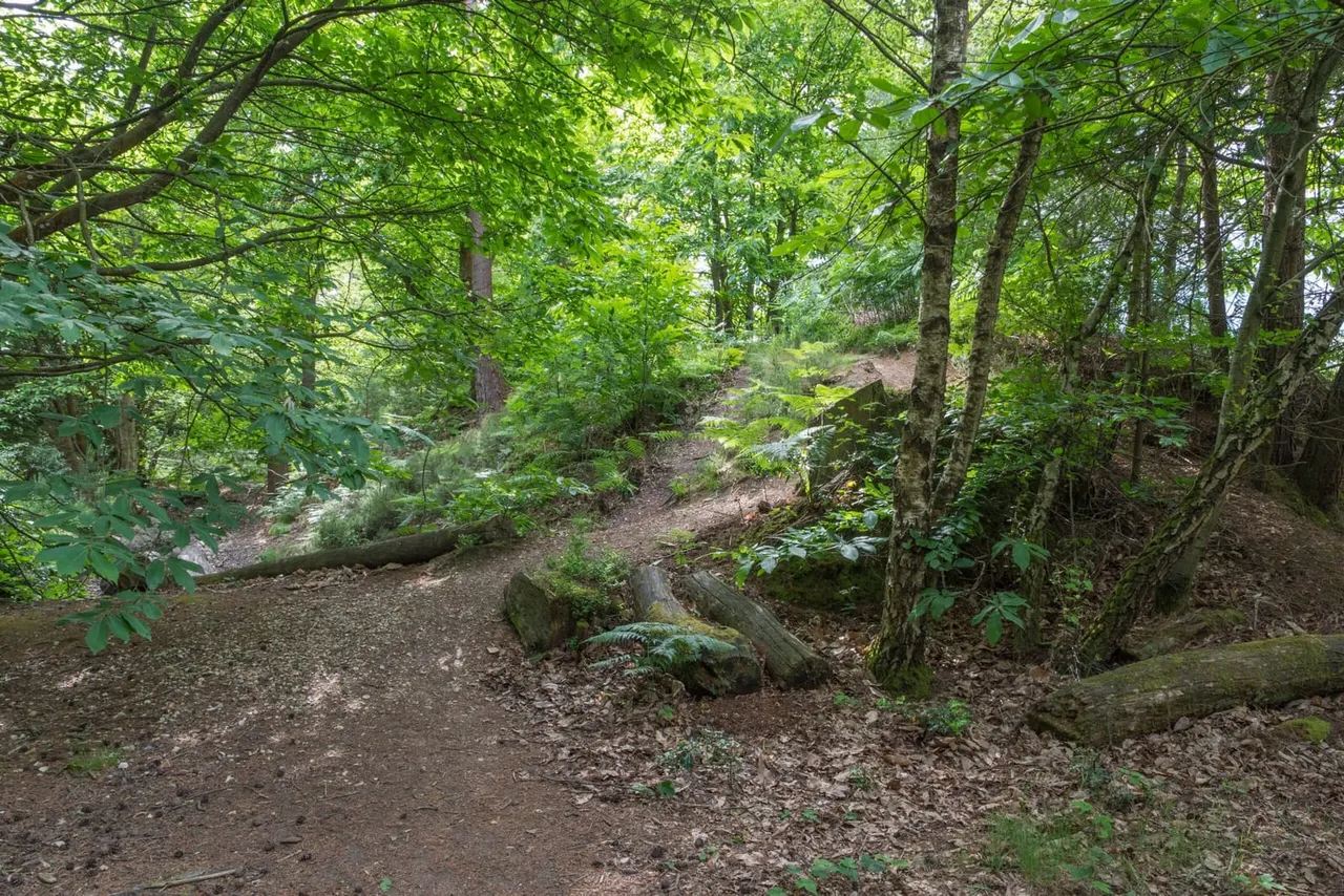 Woodland path winding through dense green forest with moss-covered logs and leaf litter.