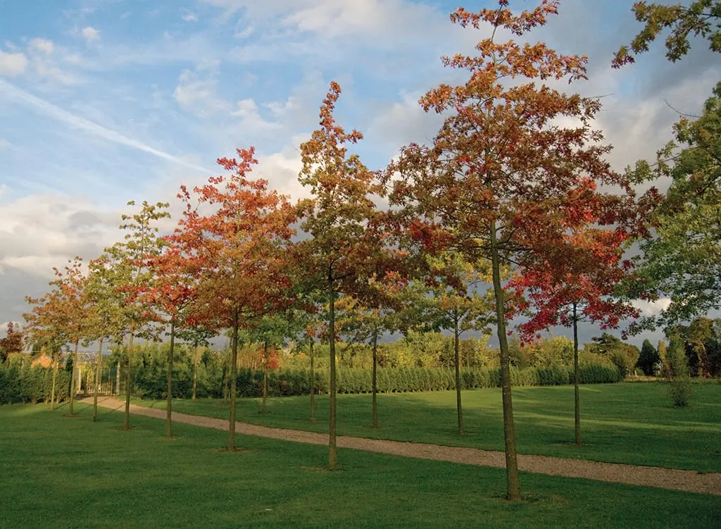 Avenue of trees in autumn showing red and gold foliage against blue sky, with manicured lawn below.