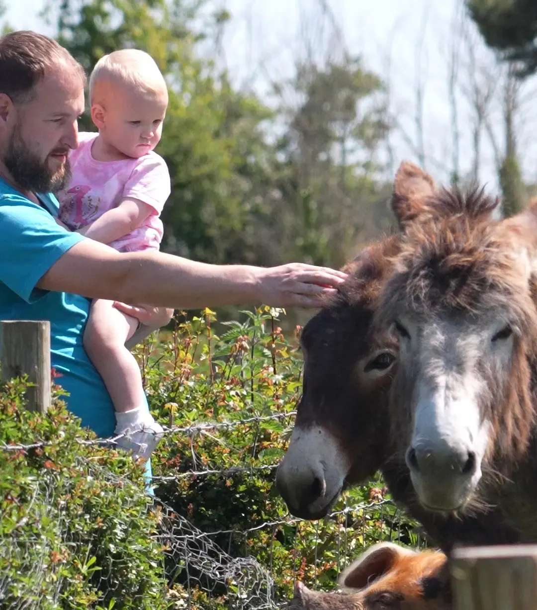 Man holding a toddler petting a donkey in a sunny outdoor farm setting surrounded by greenery.