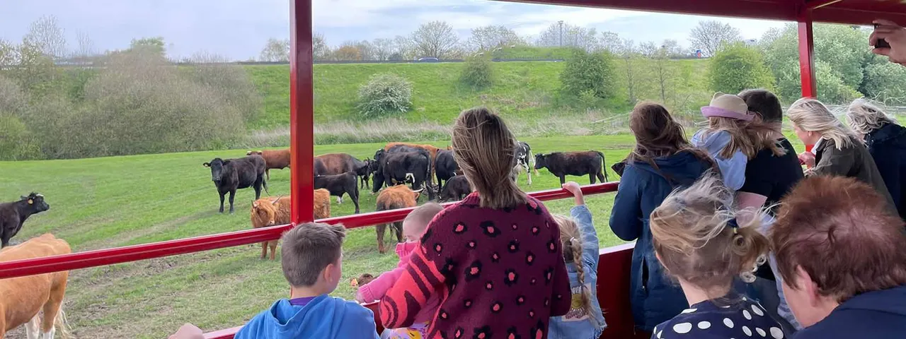 Visitors of various ages stand at a viewing platform watching cattle grazing in a green pasture.