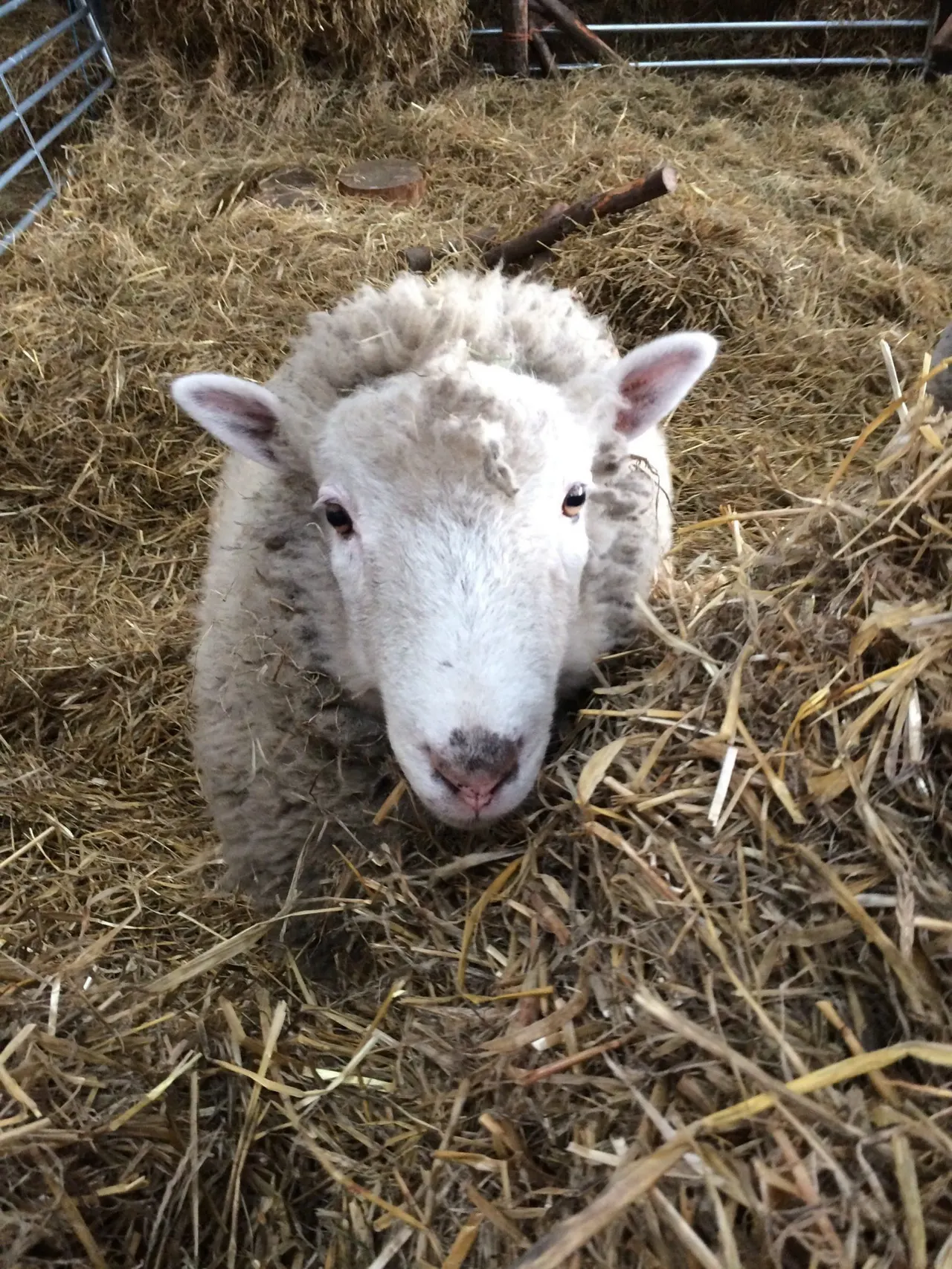 White farm animal with horns standing in straw-bedded pen, looking towards camera.