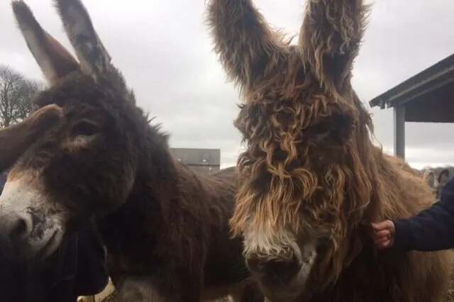 Two alpacas being stroked by a visitor at a farm attraction.