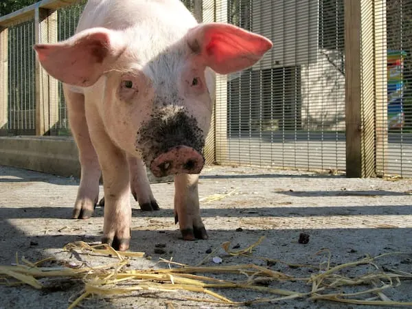 A pig standing in an enclosure with straw on the ground, looking towards the camera.