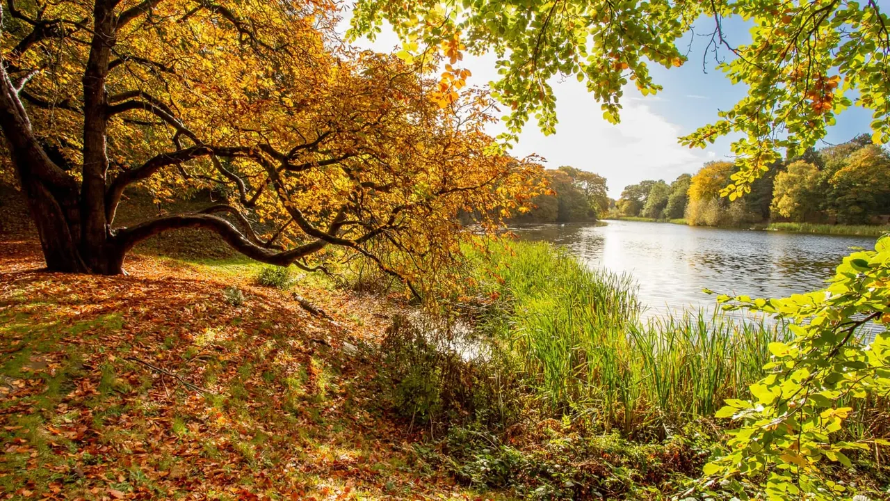 Autumn riverside scene with gnarled tree overhanging water, golden foliage and fallen leaves on bank.