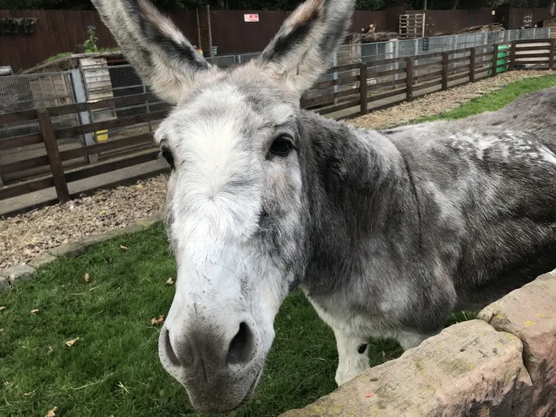 Grey and white donkey with long ears looking at camera in farm paddock.