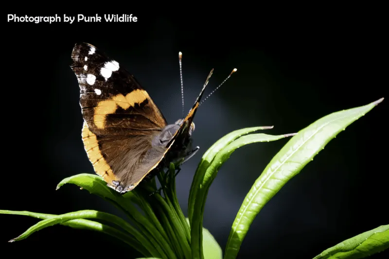 A black and yellow butterfly with white spots perched on green seed pods against a dark background.