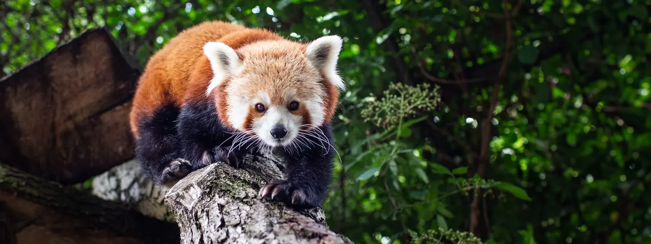 Red panda at Drayton Manor Zoo