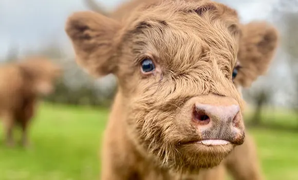 Close-up of a brown cow's face in a green pasture with other cattle in the background.