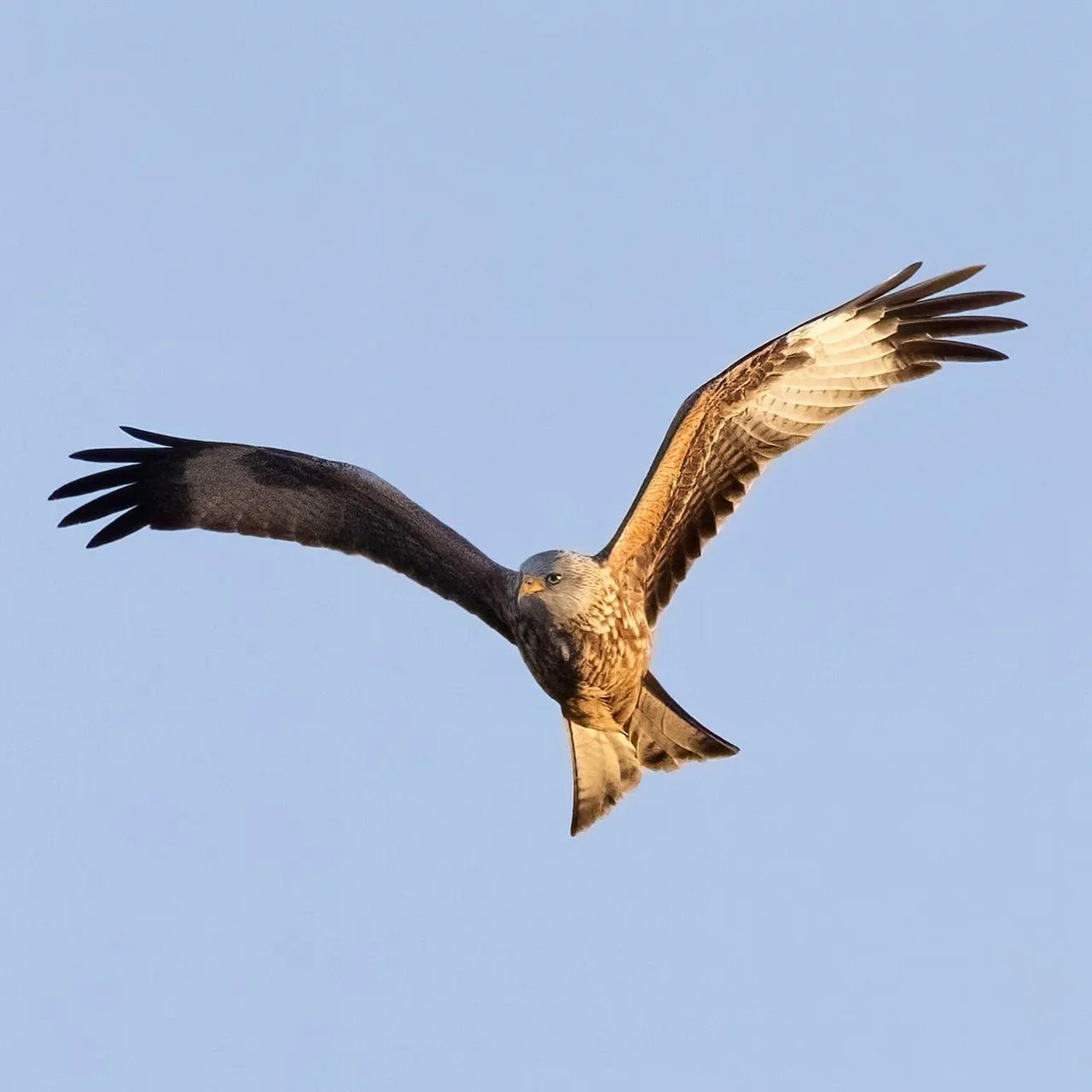 A large bird of prey in flight against clear blue sky, wings spread wide.