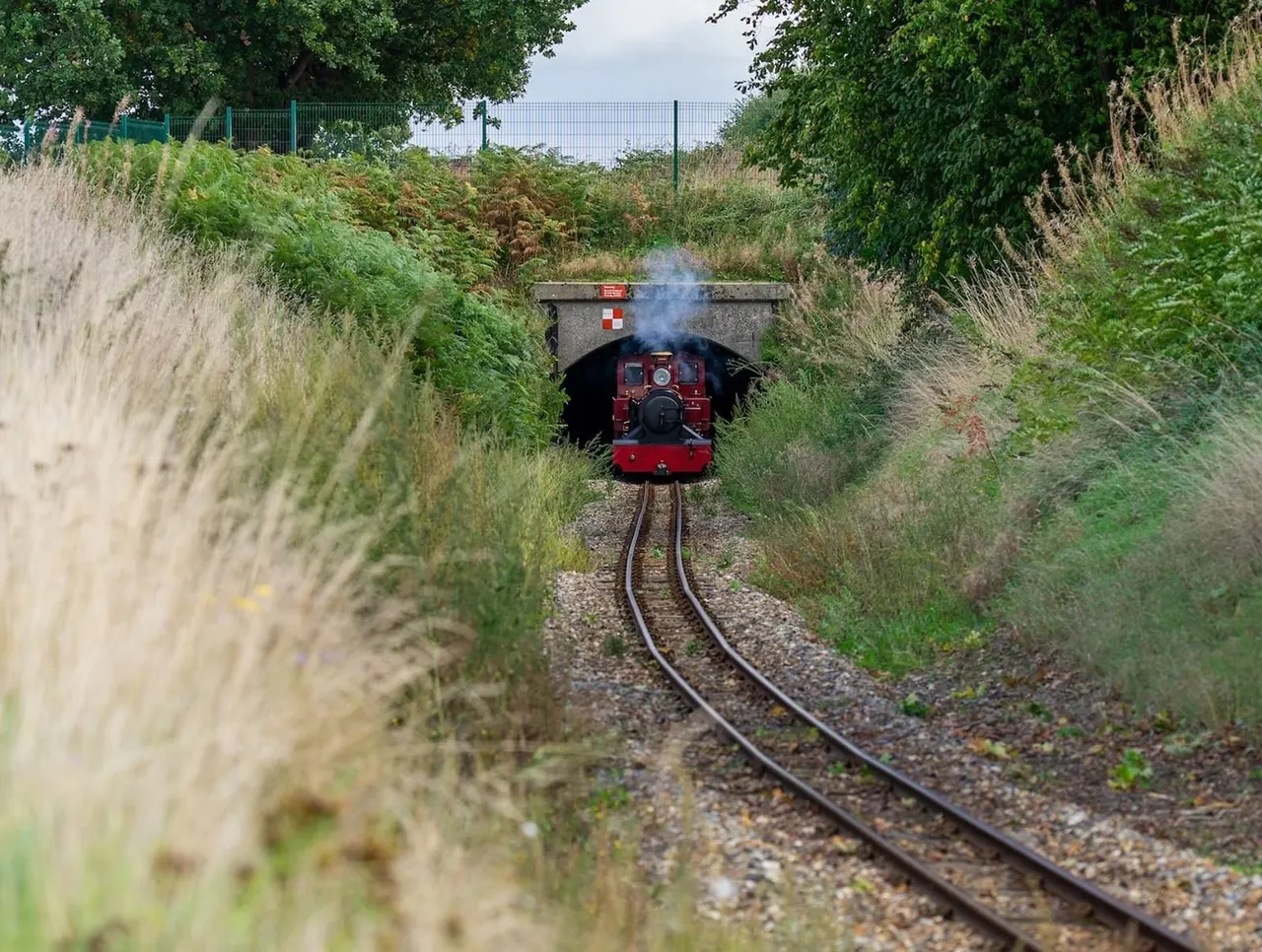 Red steam locomotive with smoke billowing, approaching along narrow-gauge track through overgrown vegetation.