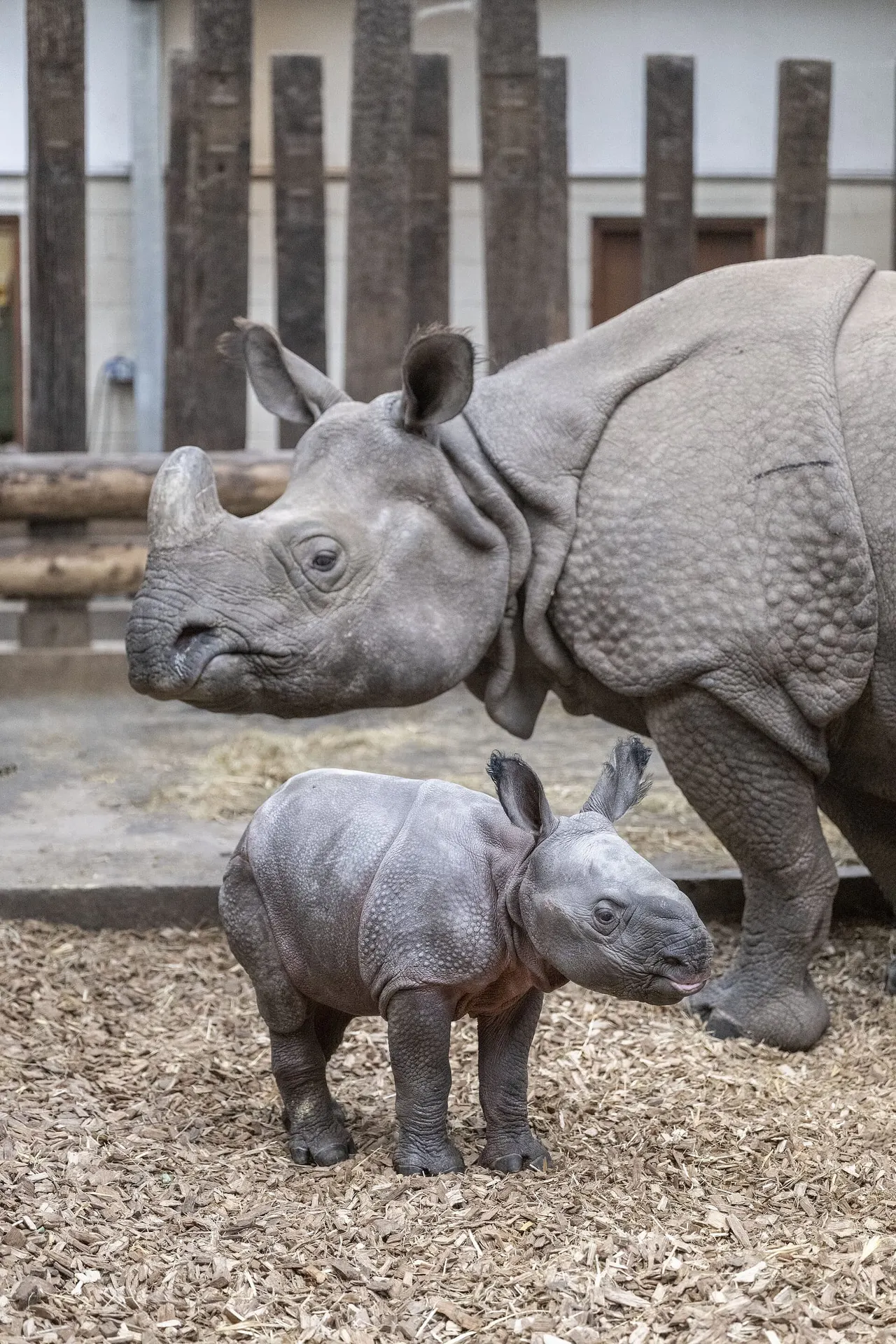 Adult rhinoceros and young rhinoceros calf together in an enclosure with stone architecture behind.