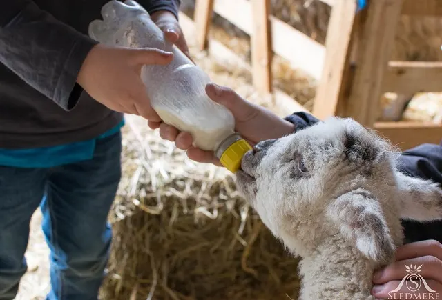 Person bottle-feeding a young lamb indoors at a farm attraction.