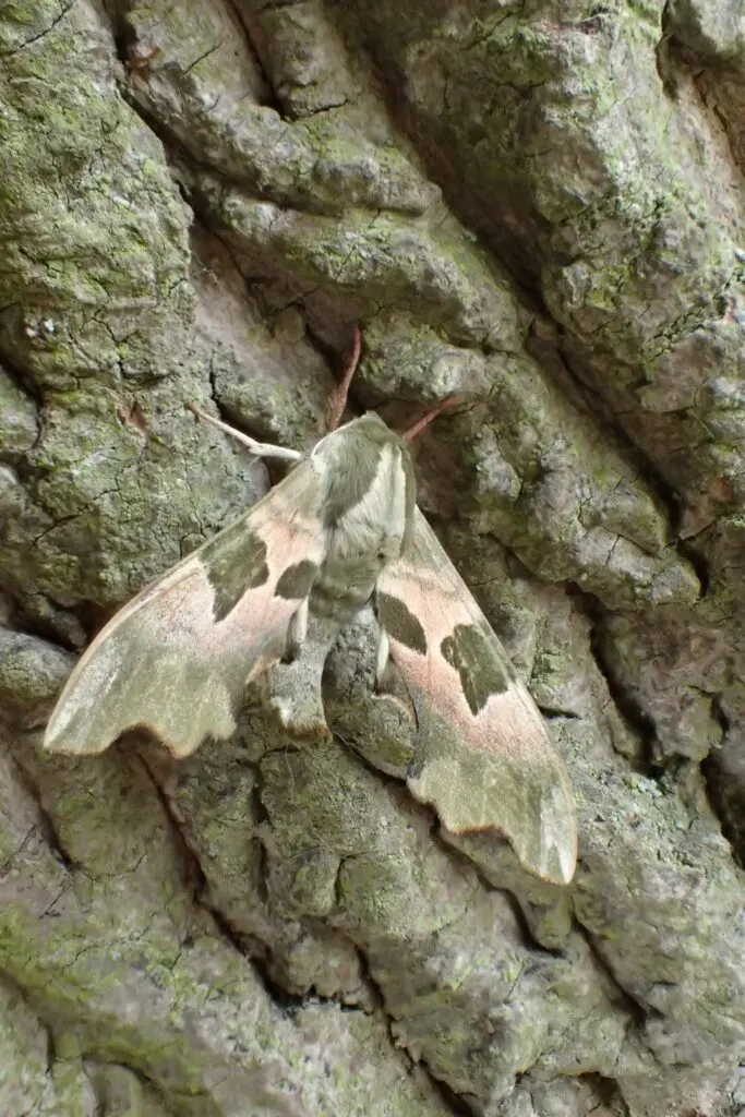 Moth with mottled grey and white wings resting on moss-covered stone.