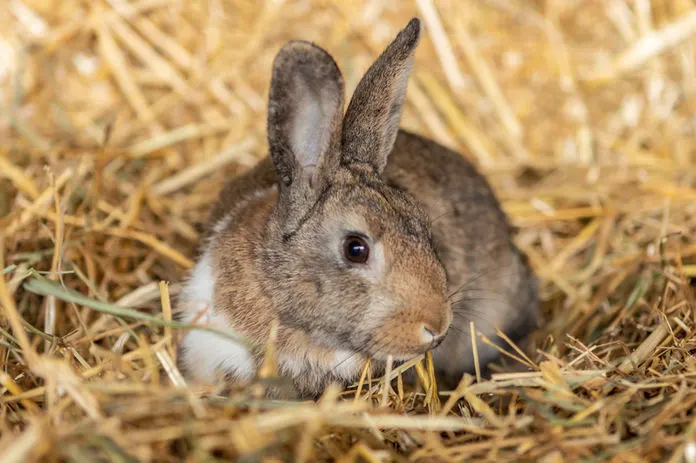 A rabbit sits on straw bedding in a farm enclosure.