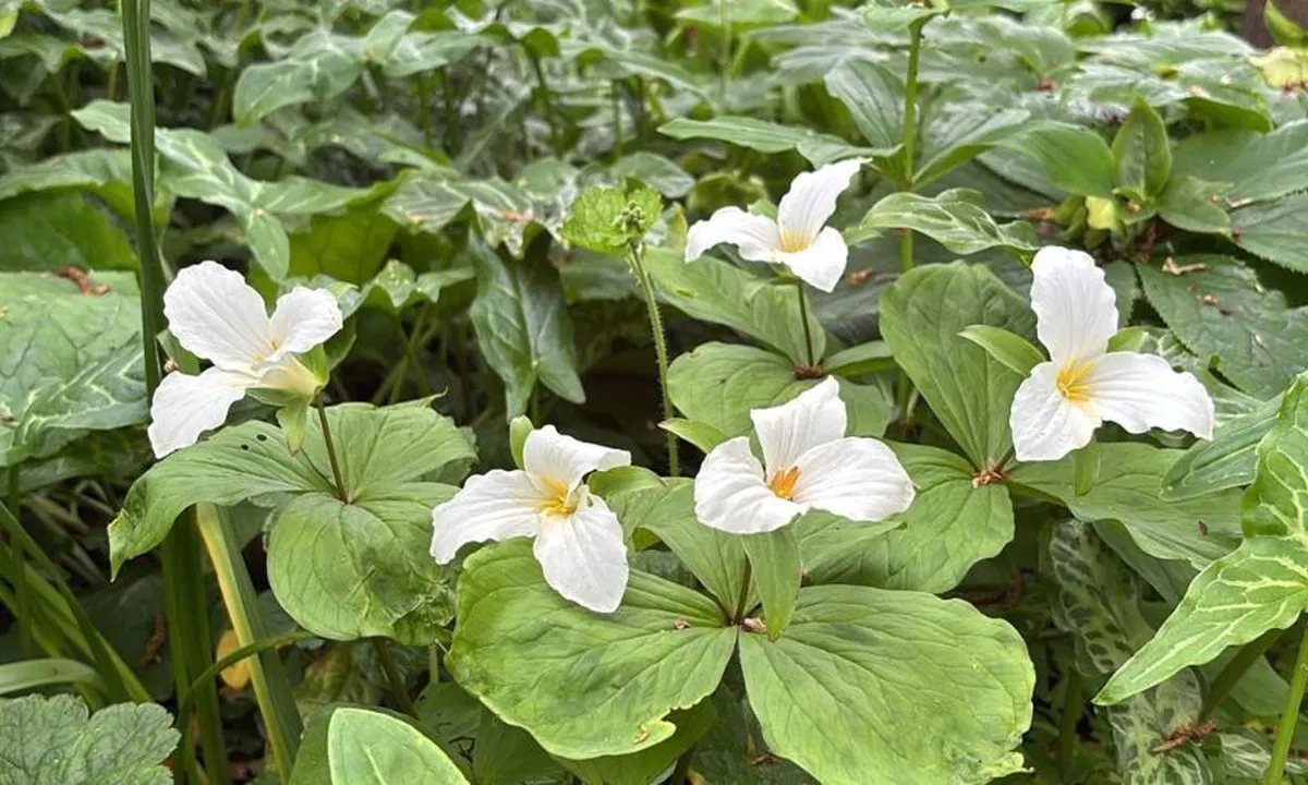 White trillium flowers blooming amongst broad green leaves in a garden bed.