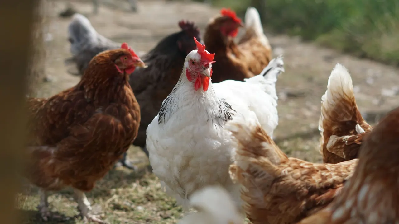 A white rooster with red comb stands among brown and dark-coloured chickens in a farmyard setting.