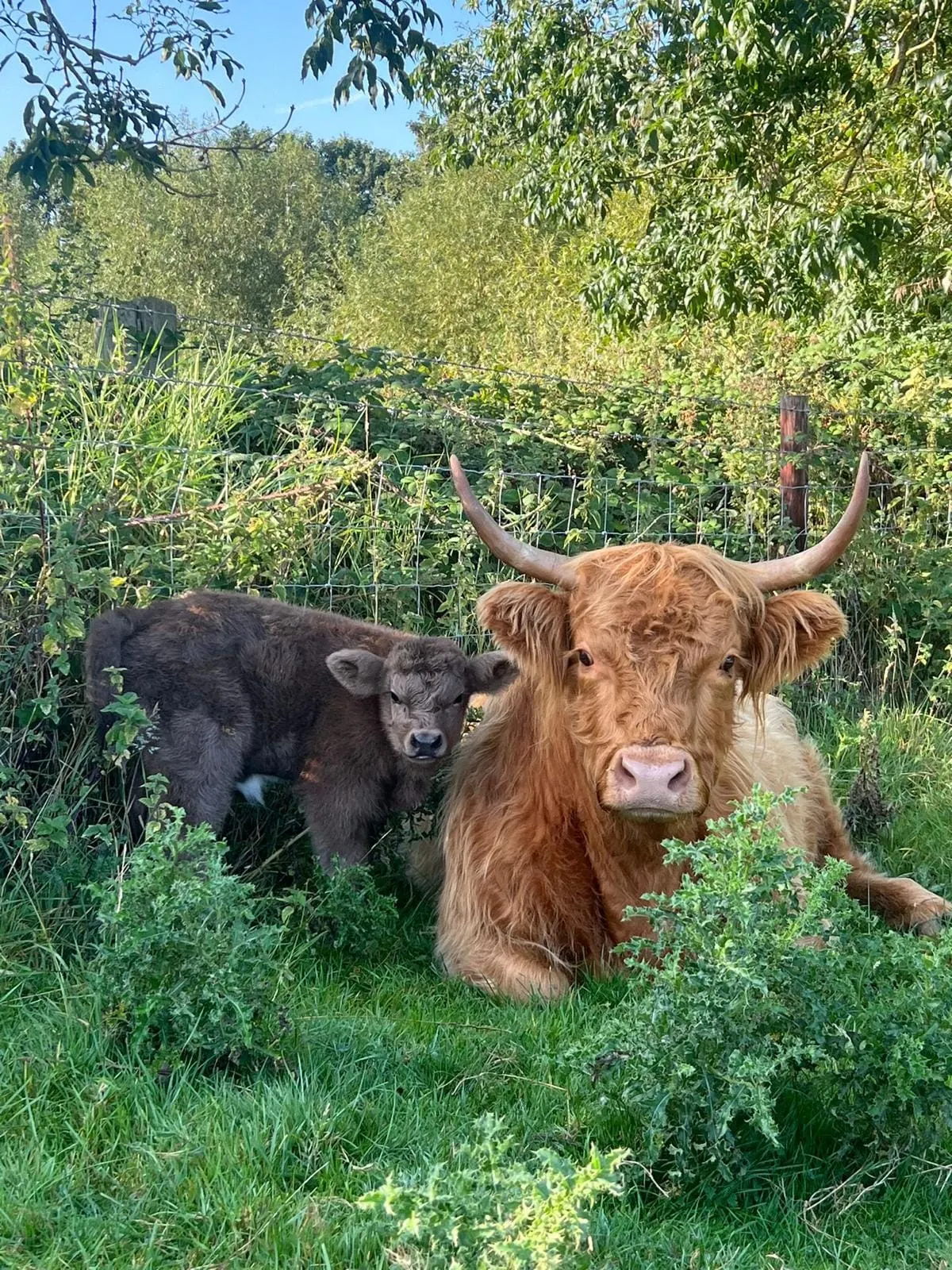 Animal encounter at Windmill Farm Park
