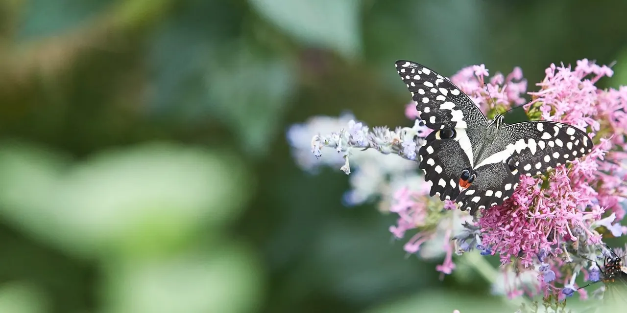 Black and white spotted butterfly feeding on pink flowers in a garden.