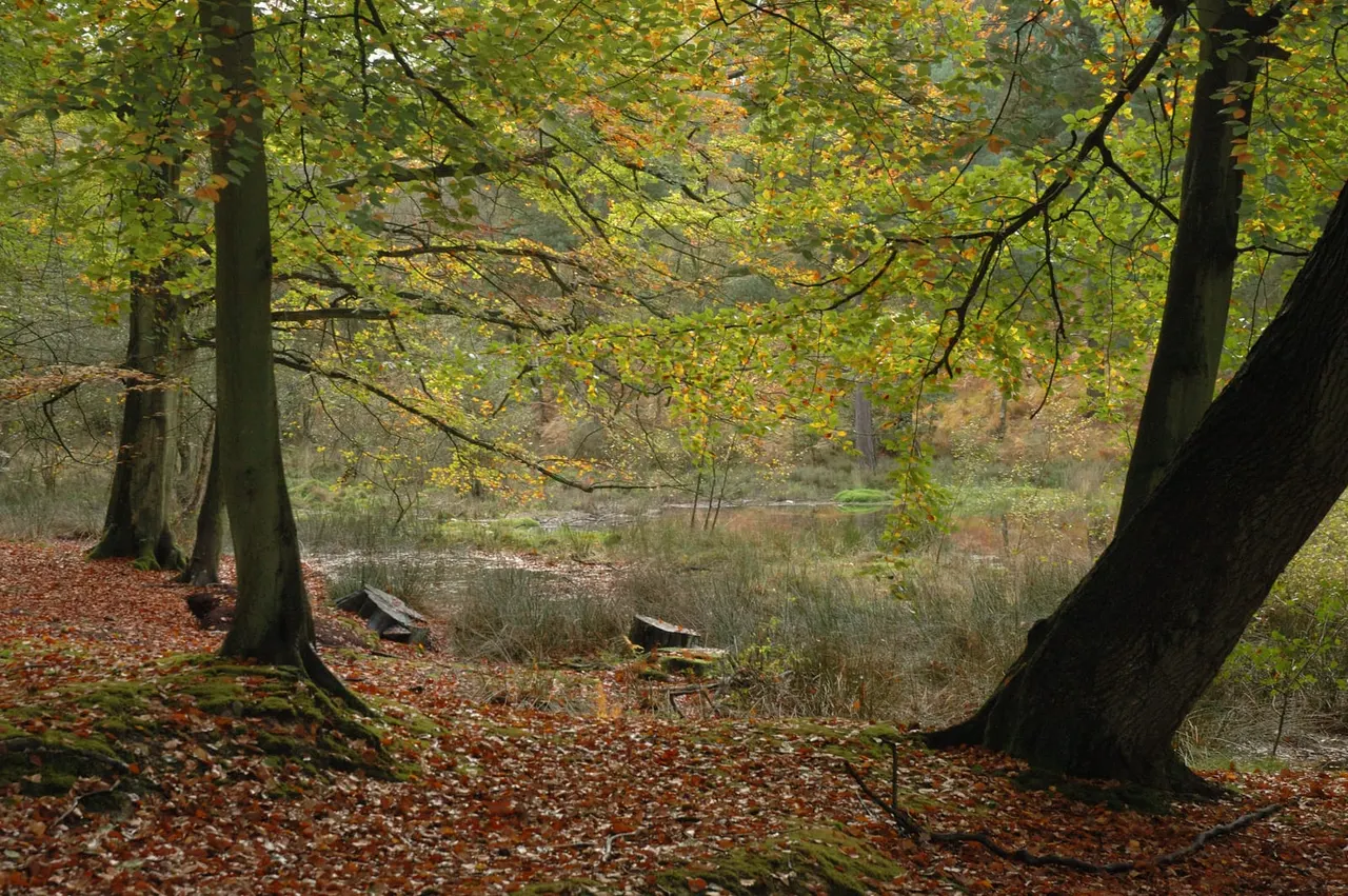 Woodland with mature trees and autumn foliage overlooking a small stream or pond.