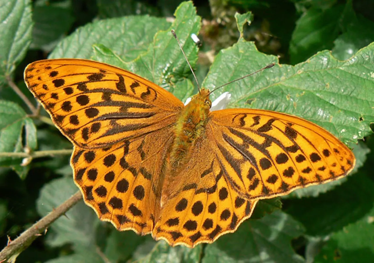 Orange and brown patterned butterfly resting on green foliage with wings spread.