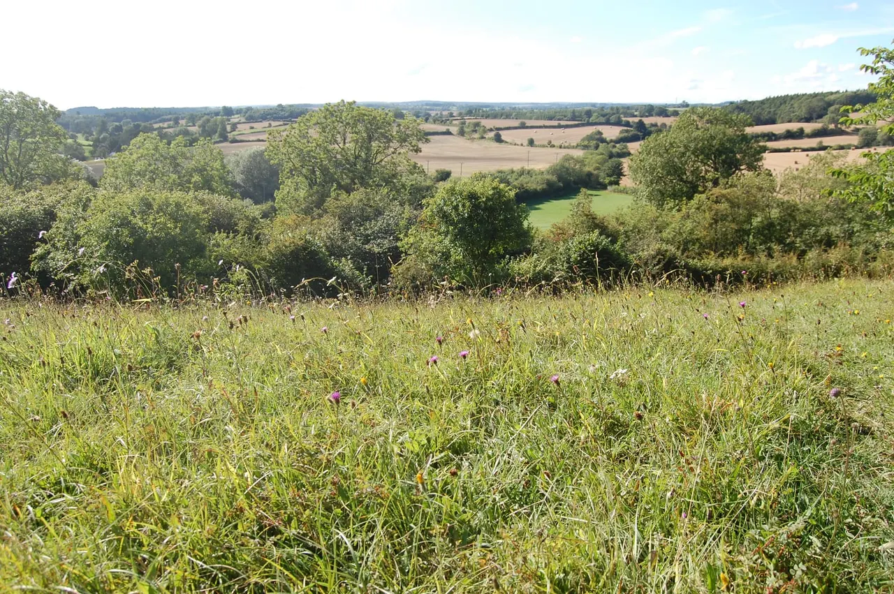Wildflower meadow with purple flowers overlooking patchwork farmland and tree-lined valley in summer sunshine.