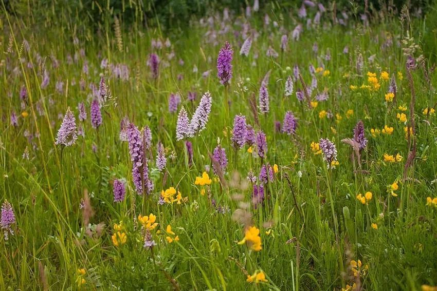 Wildflower meadow with purple and yellow flowers blooming amongst tall green grasses.
