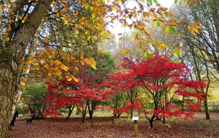 Autumn woodland scene with bright red and golden foliage on trees lining a path covered in fallen leaves.