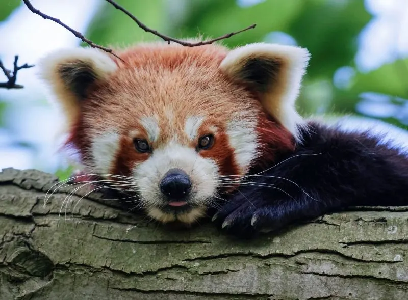 Red panda resting on a mossy log with green foliage in the background.