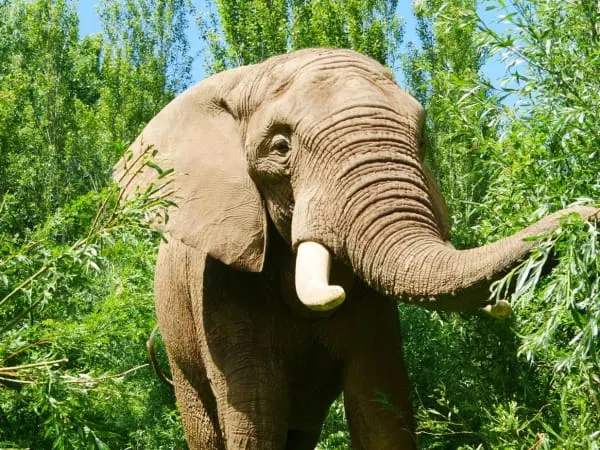 An elephant feeding on vegetation surrounded by green trees and foliage.