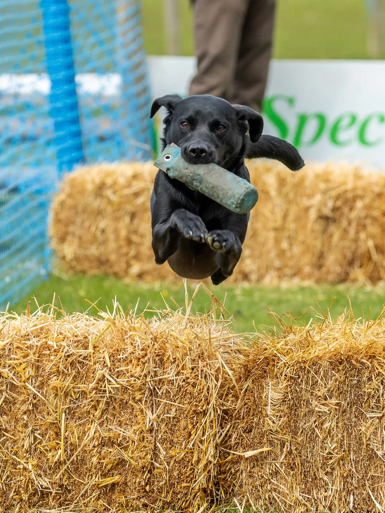 Black dog jumping over straw bale whilst carrying a stick in its mouth.