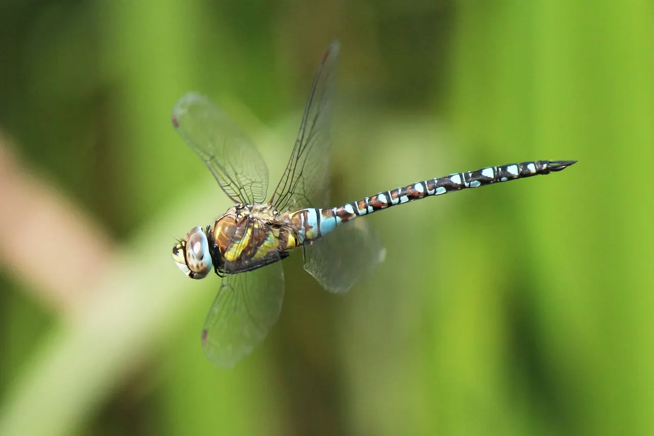 A dragonfly with brown and blue striped abdomen and transparent wings hovering against a blurred green background.
