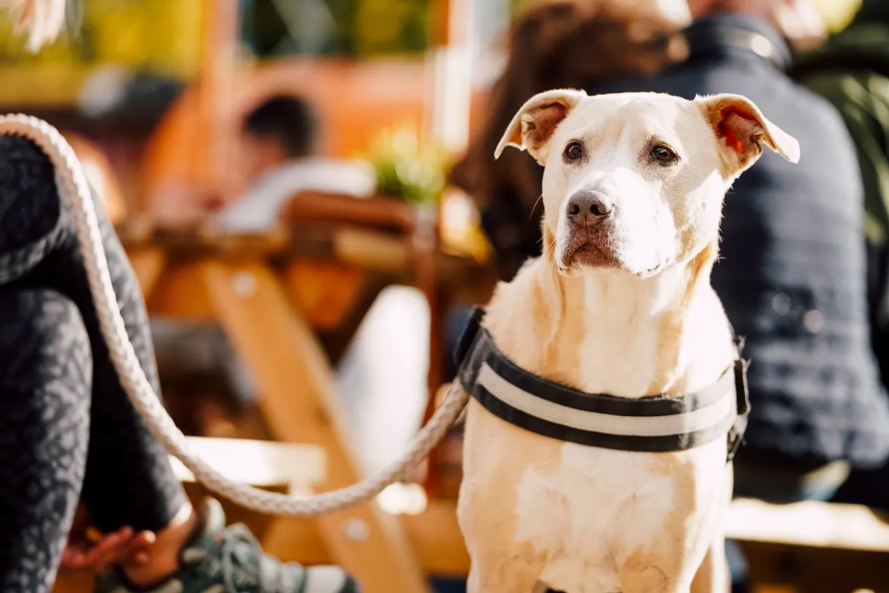 Light-coloured dog on lead sits with people and other dogs at an outdoor gathering.