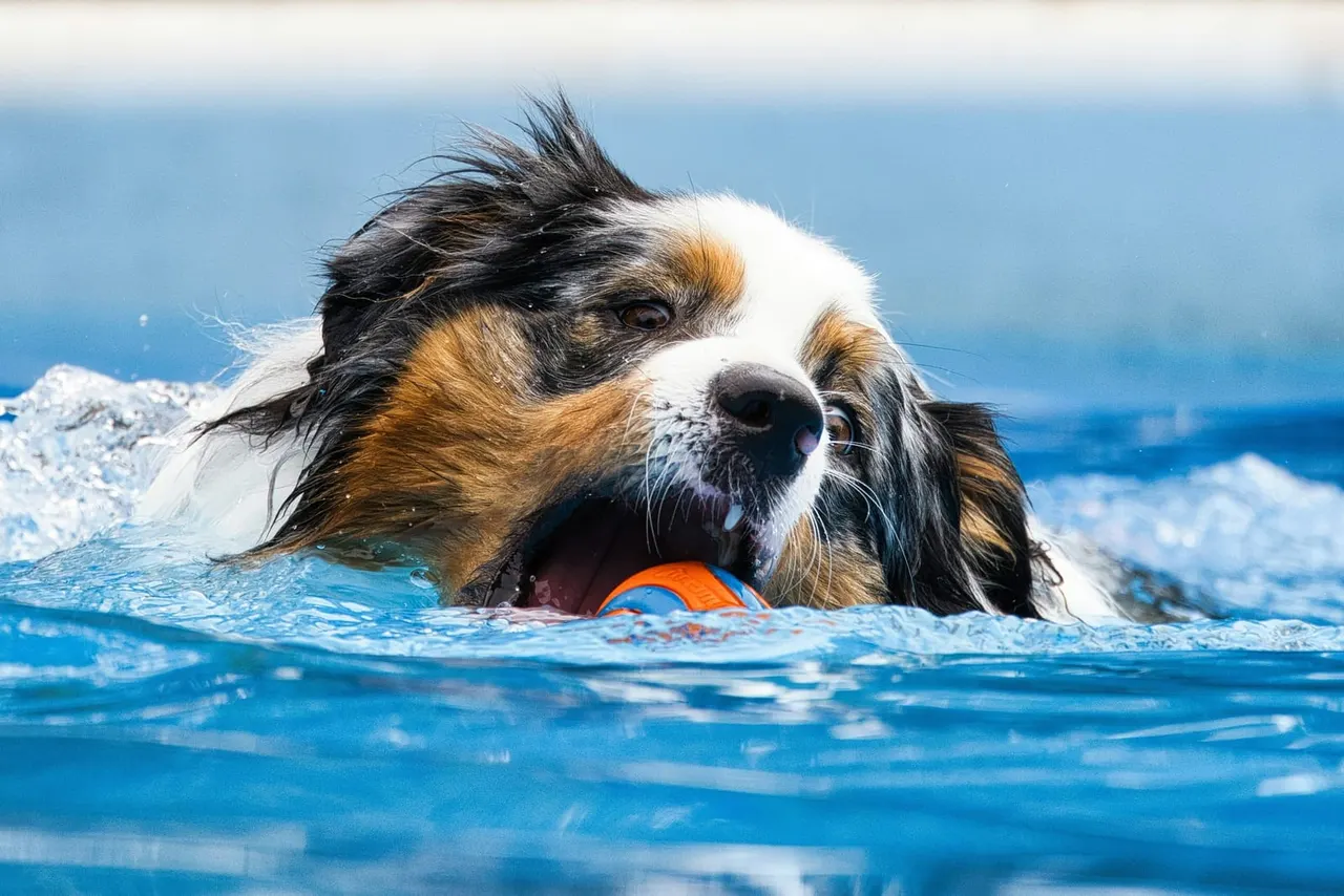 Dog swimming in the sea with an orange ball in its mouth.