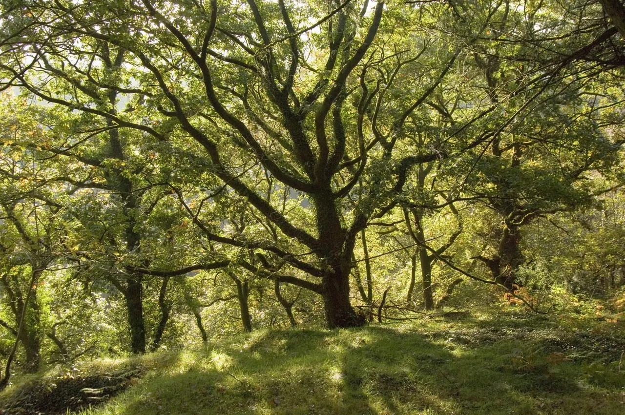 Woodland & Forest in Bristol
