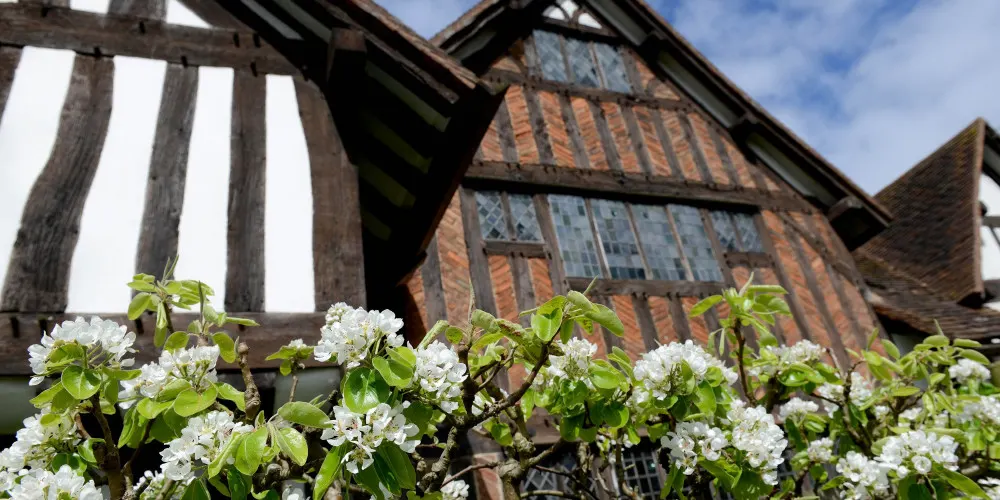 White flowering shrub in front of a half-timbered Tudor building with diamond-patterned windows.