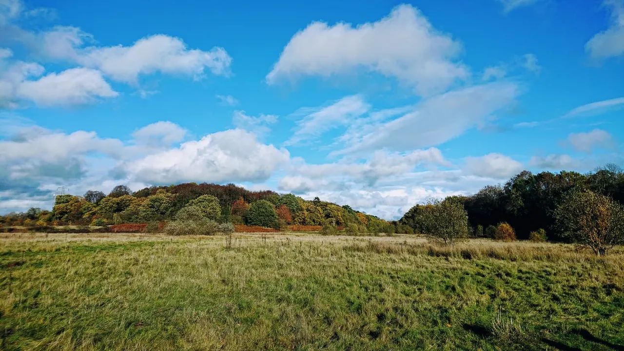 Open grassland with woodland in the background under a blue sky with white clouds.