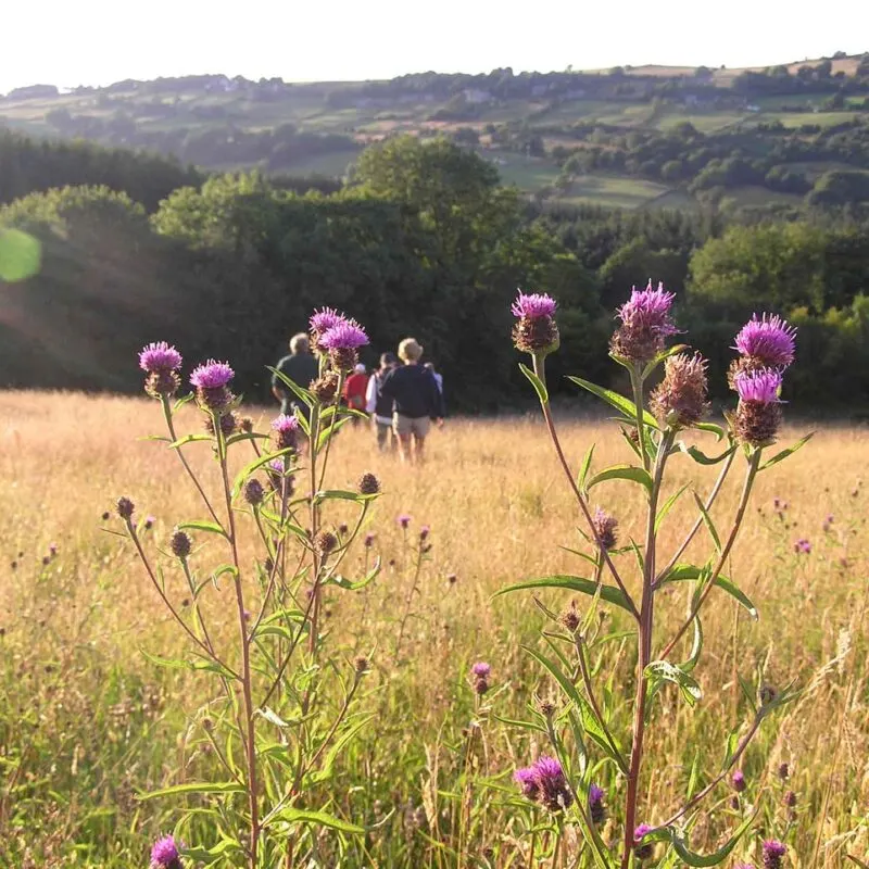 Purple thistle flowers in a meadow with visitors walking in the background and rolling woodland hills beyond.