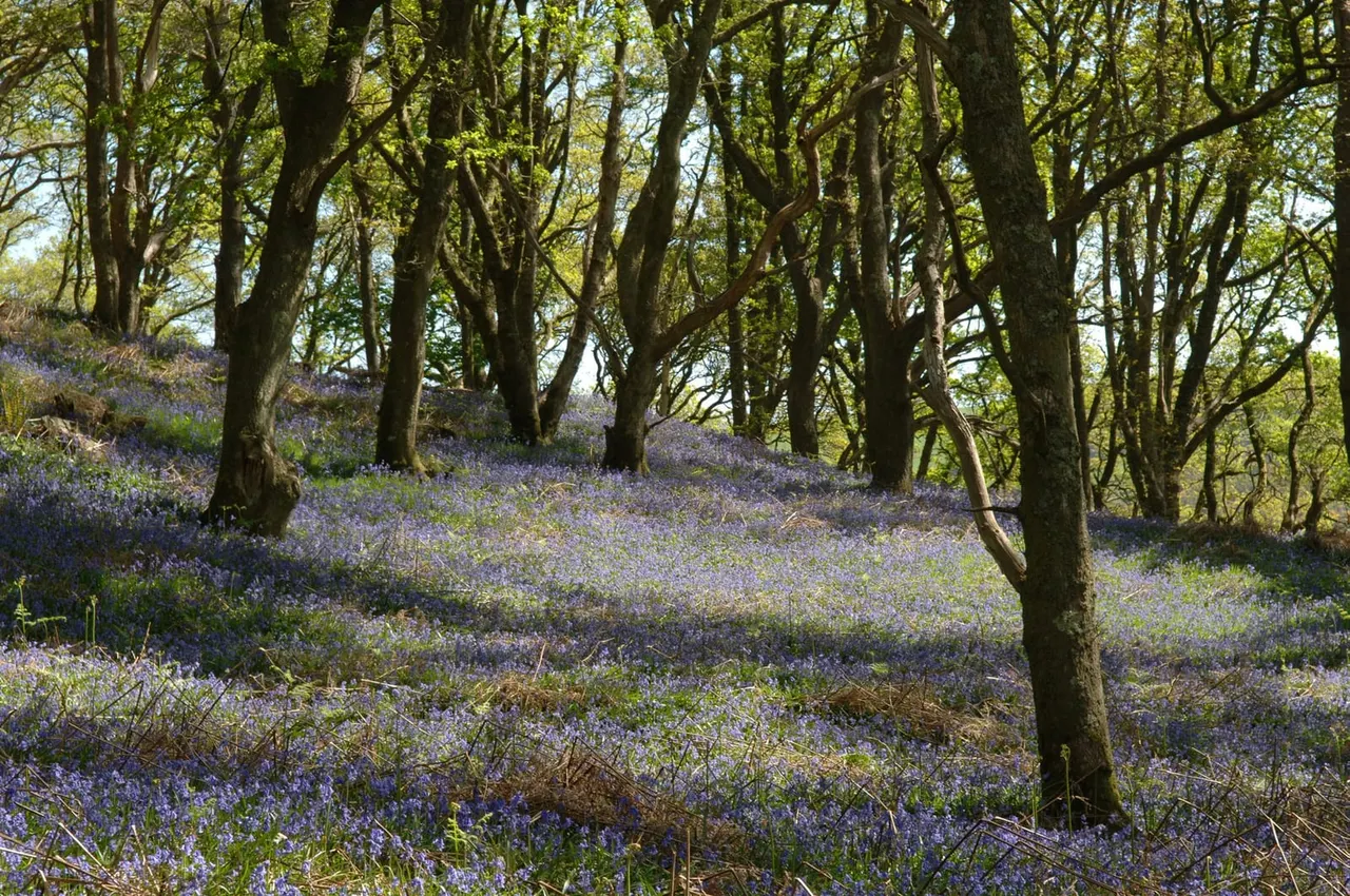 Woodland floor carpeted with bluebells beneath tall mature trees in spring.