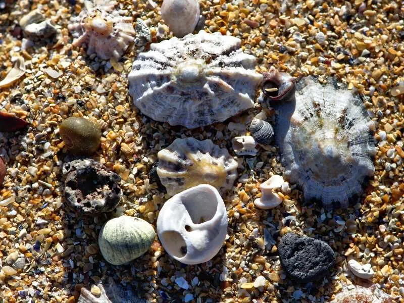 Close-up of beach sand and shingle displaying shells, pebbles and small crustaceans.