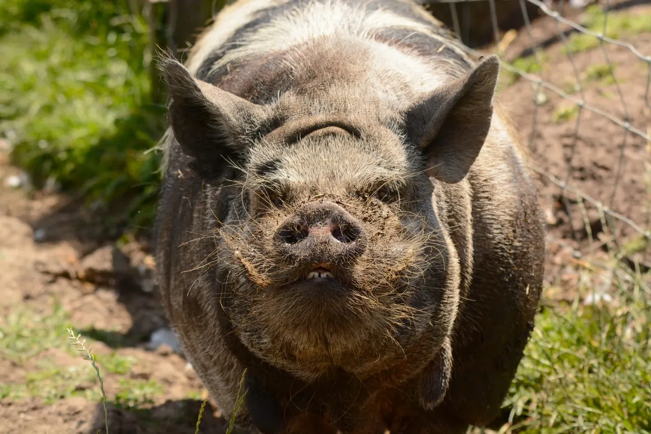 A pig with muddy face and ears stands on bare ground surrounded by green grass and vegetation.