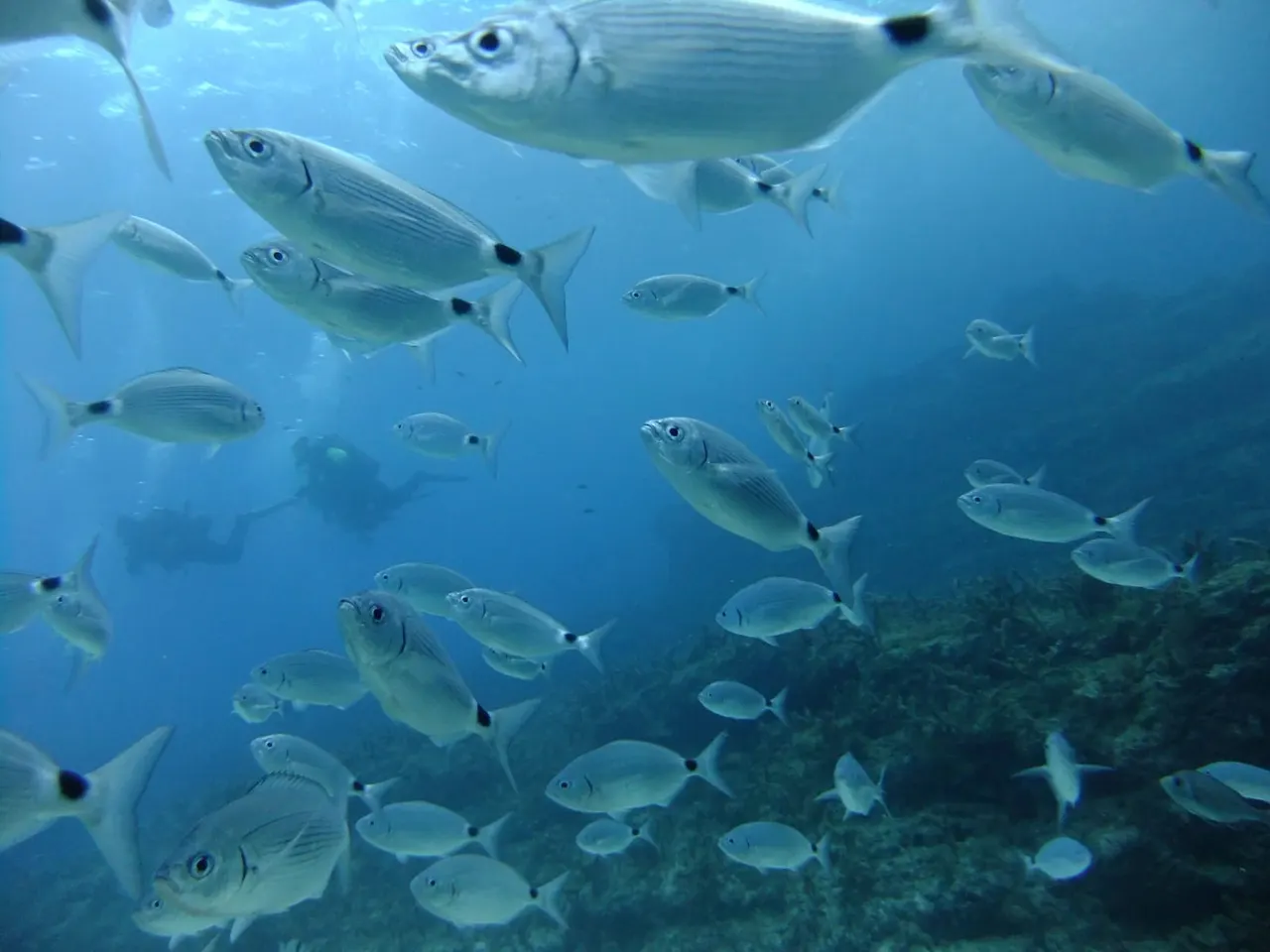 School of silvery fish swimming together above a rocky seabed in blue water.