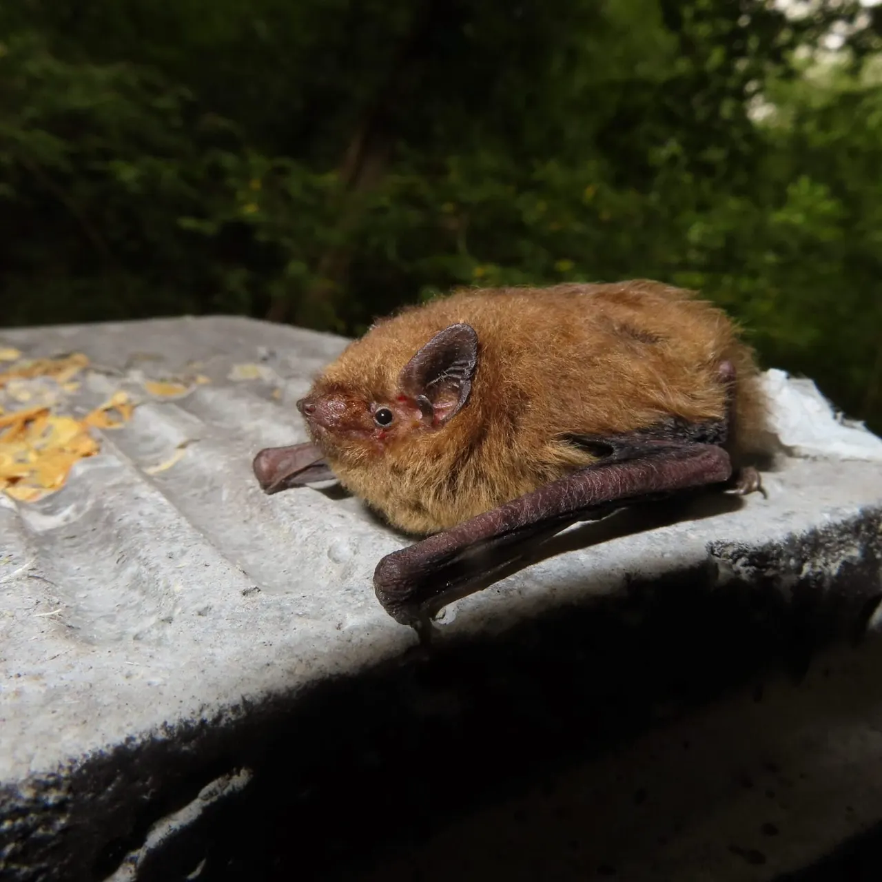 A bat resting on a concrete surface with trees visible in the background.