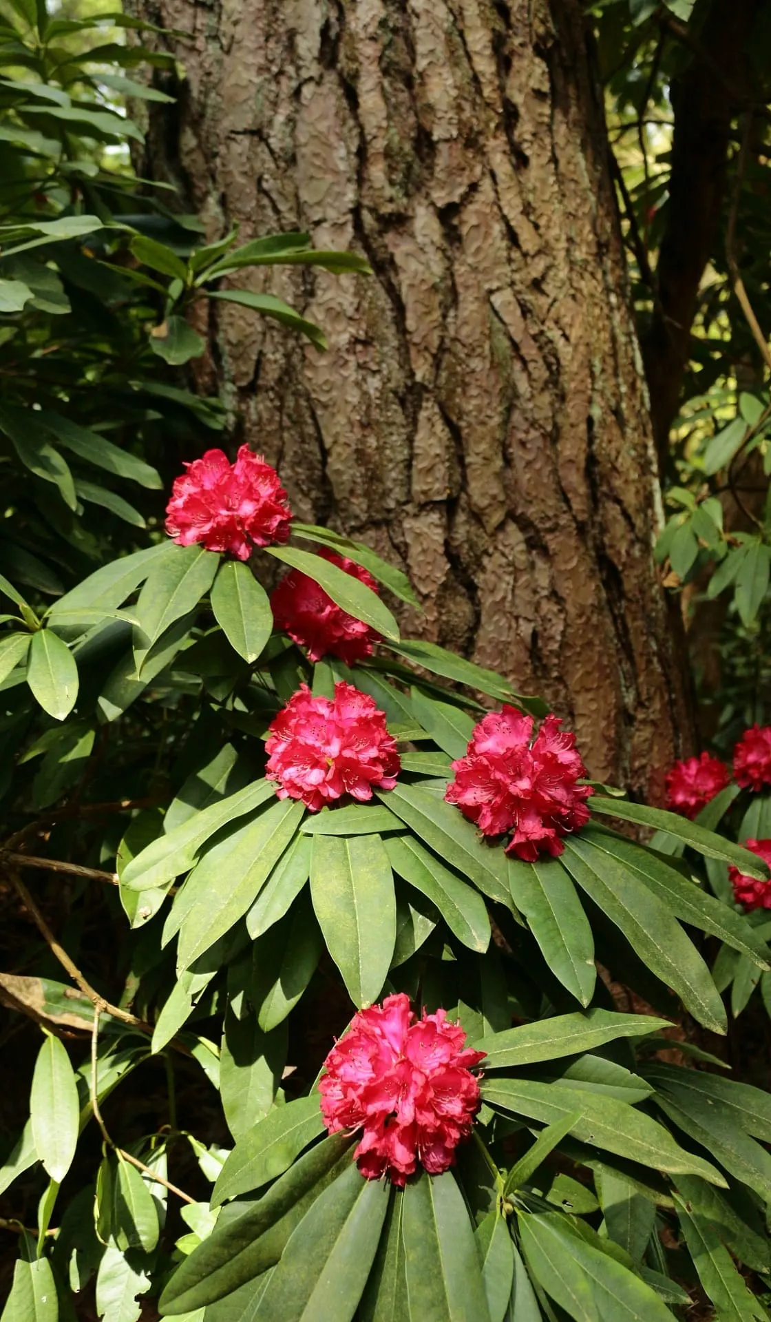 Red rhododendron flowers blooming on green-leafed shrubs against a textured tree trunk.